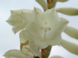 Watsonia watsonioides flowers
